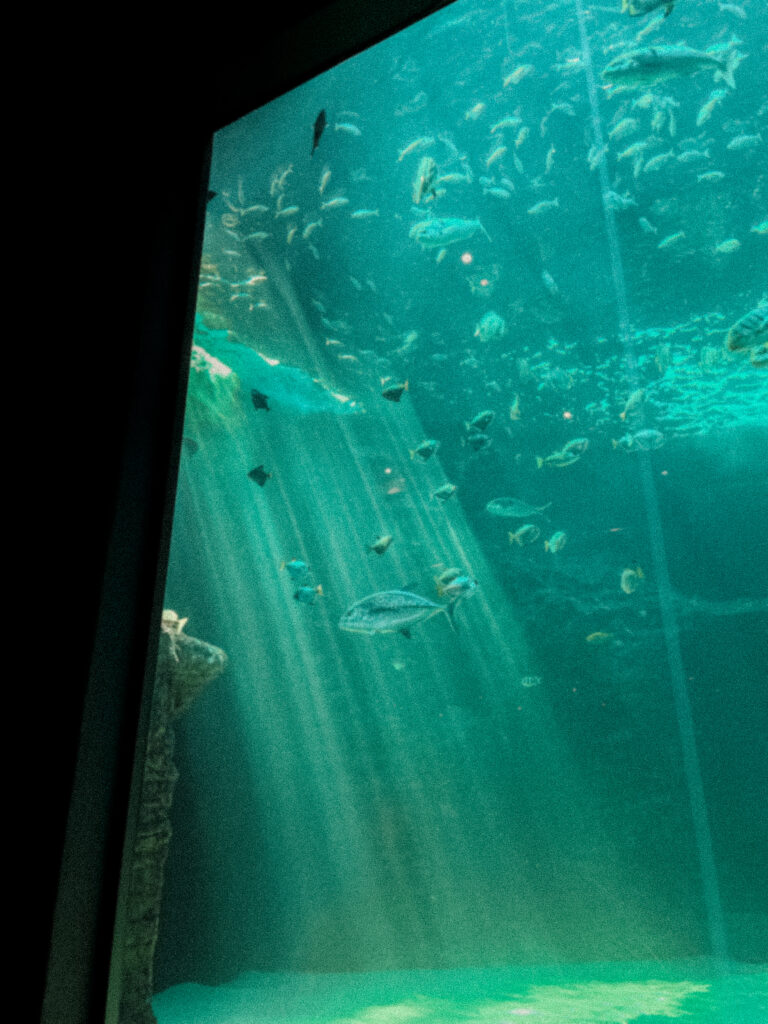 How To Take Photos You Actually Like (And No You Don’t Need A Film Camera)