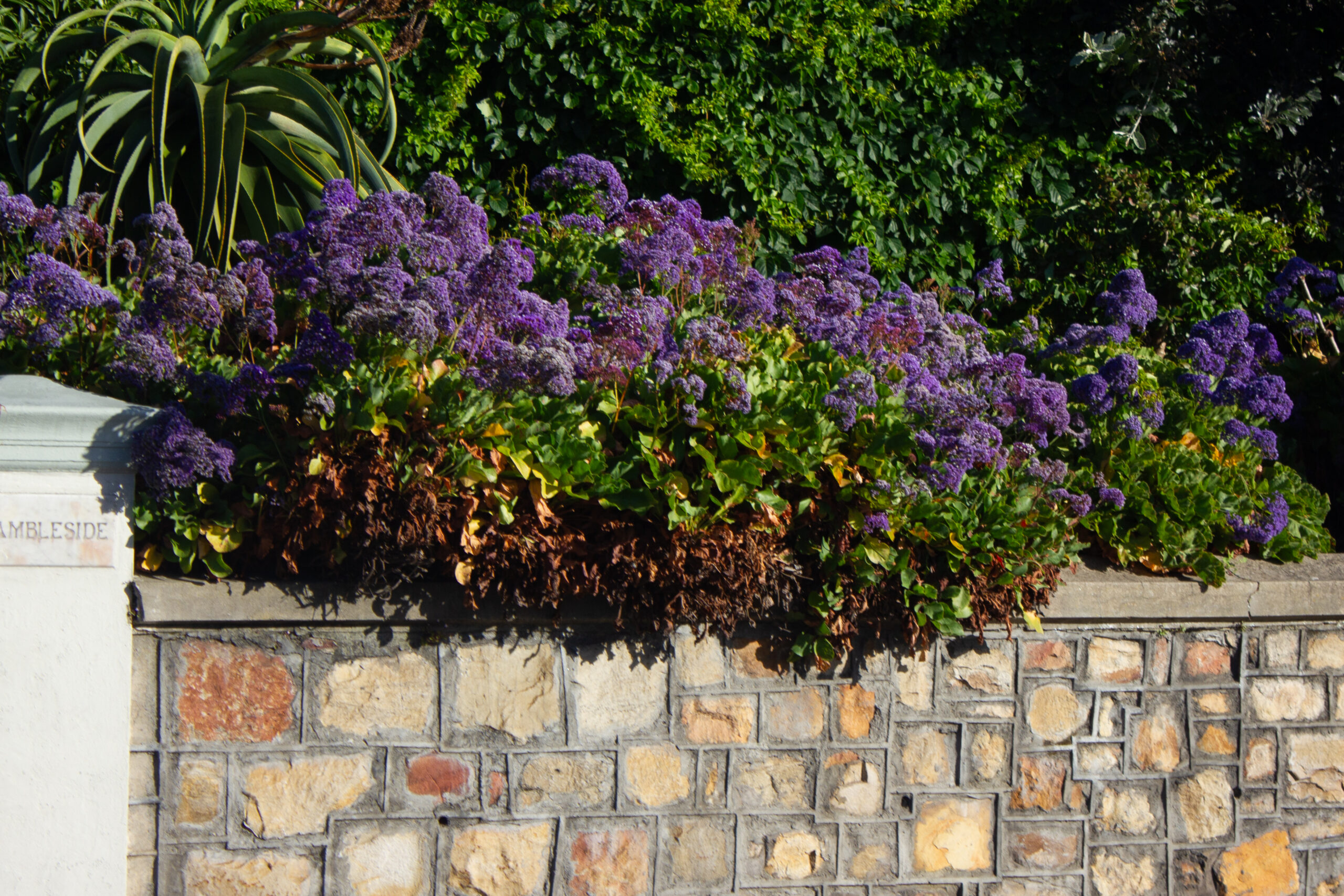 Deep South Walk/Run for Women Header